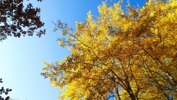 IMG-20240905-WA0000-1